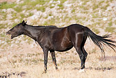 HOR 01 JM0002 01
Mustang Mare Neighing In Nevada Desert Profile