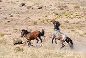 HOR 01 JM0004 01
Bay Mustang Stallions Fighting In Nevada Desert