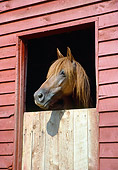 HOR 01 JN0001 01
Brown Horse Peeking Head Out Of Stable