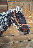 HOR 01 JN0002 01
Head Shot Of Horse With Snow On Head