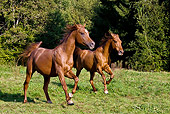 HOR 01 KH0160 01
Chestnut Arabian Stallion And Gelding Galloping In Field