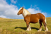 HOR 01 KH0161 01
Comtois Draft Horse Stallion Standing On Pasture