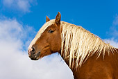 HOR 01 KH0162 01
Head Shot Of Comtois Draft Horse Stallion Standing On Pasture