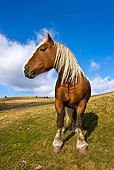 HOR 01 KH0163 01
Comtois Draft Horse Stallion Standing On Pasture