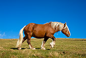HOR 01 KH0164 01
Comtois Draft Horse Stallion Walking On Pasture Profile