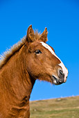 HOR 01 KH0165 01
Head Shot Of Comtois Draft Horse Standing On Pasture