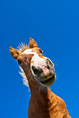 HOR 01 KH0166 01
Head Shot Of Comtois Draft Horse Standing On Pasture