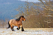 HOR 01 KH0167 01
Dappled Bay Ardennes Draft Horse Galloping In Snowy Meadow