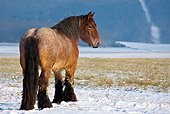 HOR 01 KH0168 01
Dappled Bay Ardennes Draft Horse Standing In Snowy Meadow