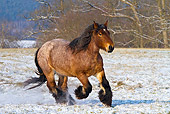HOR 01 KH0169 01
Dappled Bay Ardennes Draft Horse Galloping In Snowy Meadow