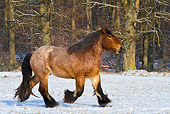 HOR 01 KH0170 01
Dappled Bay Ardennes Draft Horse Walking In Snowy Meadow Profile