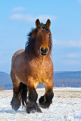 HOR 01 KH0171 01
Dappled Bay Ardennes Draft Horse Walking In Snowy Meadow