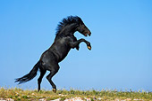 HOR 01 KH0172 01
Black Horse Prancing On Grass Profile
