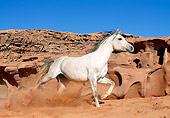 HOR 01 KH0175 01
Arabian Horse Galloping Through Red Sand Dunes Profile