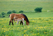 HOR 01 KH0177 01
Ardennes Draft Horse Mare And Foal Grazing In Pasture