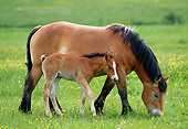 HOR 01 KH0178 01
Ardennes Draft Horse Mare And Foal Grazing In Pasture