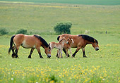 HOR 01 KH0179 01
Ardennes Draft Horse Mares And Foals Grazing In Pasture