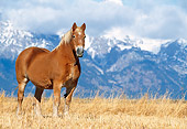 HOR 01 KH0180 01
Belgian Horse Standing In Field With Snowy Mountains In The Background