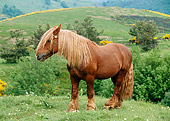 HOR 01 KH0182 01
Mulassier Horse Stallion Standing In Pasture