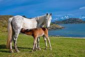 HOR 01 KH0184 01
Criollo Foal Suckling Mare On Grass By Bay Tierra Del Fuego National Park, Argentina