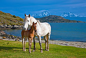 HOR 01 KH0185 01
Criollo Mare And Foal Standing On Grass By Bay Tierra Del Fuego National Park, Argentina
