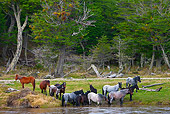 HOR 01 KH0186 01
Group Of Wild Criollo Horses Drinking From River Tierra Del Fuego National Park, Argentina