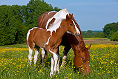 HOR 01 KH0187 01
Paint Quarter Horse Mare And Colt Grazing In Spring Meadow France