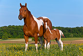 HOR 01 KH0188 01
Paint Quarter Horse Mare And Colt Standing In Spring Meadow France