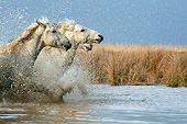 HOR 01 KH0195 01
Close-Up Of Camargue Horses Galloping Through Swamp France