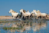 HOR 01 KH0197 01
Camargue Horses Galloping Through Swamp France
