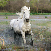 HOR 01 KH0198 01
Camargue Horse Galloping Through Swamp France