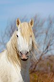 HOR 01 KH0199 01
Portrait Of Camargue Horse In Marshland France