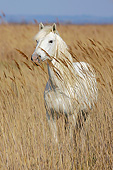 HOR 01 KH0200 01
Portrait Of Camargue Horse Standing In Meadow France