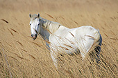 HOR 01 KH0201 01
Portrait Of Camargue Horse Standing In Meadow France
