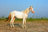 HOR 01 KH0203 01
Young Kathiawari Mare Standing In Pasture Gujarat Province, India