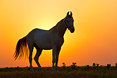 HOR 01 KH0204 01
Silhouette Of Kathiawari Horse Standing In Pasture At Sunset Gujarat Province, India
