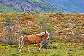 HOR 01 KH0206 01
Chestnut Criollo Yearling Trotting Through Mountains In Patagonia, Argentina