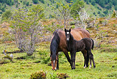 HOR 01 KH0207 01
Bay Criollo Mare And Black Colt Grazing In Patagonia, Argentina