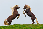 HOR 01 KH0208 01
Two Noriker Stallions Fighting On Pasture In Austria
