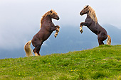 HOR 01 KH0209 01
Two Noriker Stallions Fighting On Pasture In Austria