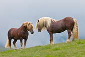 HOR 01 KH0210 01
Two Noriker Stallions Facing Each Other On Pasture Before Fighting In Austria