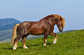 HOR 01 KH0211 01
Noriker Stallion Walking Through Pasture In Austria