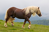 HOR 01 KH0212 01
Noriker Stallion Walking Through Pasture In Austria