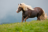 HOR 01 KH0214 01
Noriker Male Galloping On Pasture In Austria