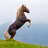 HOR 01 KH0215 01
Young Noriker Stallion Rearing On Pasture In Austria