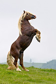 HOR 01 KH0216 01
Noriker Male Rearing On Pasture In Austria