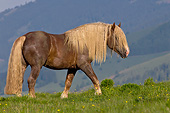 HOR 01 KH0217 01
Noriker Stallion Walking Through Pasture In Austria