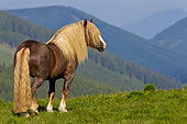 HOR 01 KH0218 01
Noriker Male Standing In Pasture Overlooking Hills In Austria