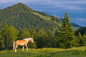 HOR 01 KH0219 01
Young Haflinger Stallion Walking Through Pasture By Hills In Austria