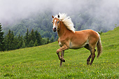 HOR 01 KH0220 01
Young Haflinger Stallion Trotting In Foggy Pasture In Austria